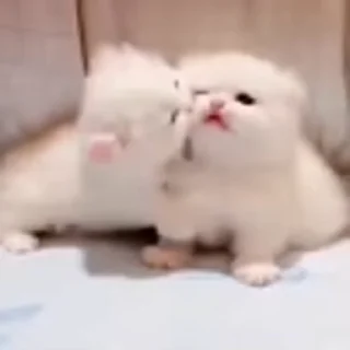🐈‍⬛