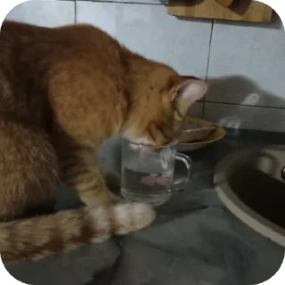 🐱