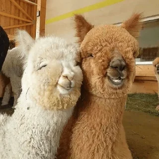 🥰