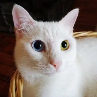 🤩