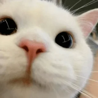 🐈
