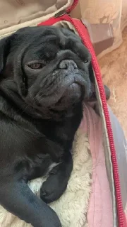 🤩