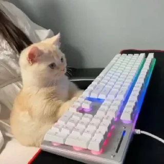 🐈