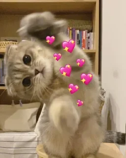 🤍