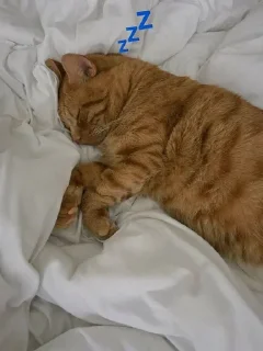 💤