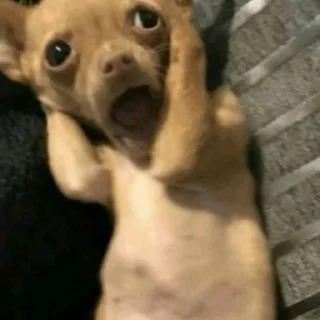🤍