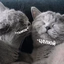 😽