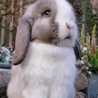 🤩