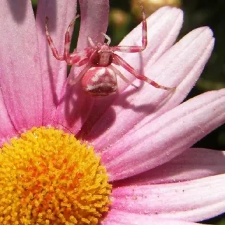 🕷