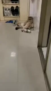 🐈