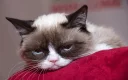😾