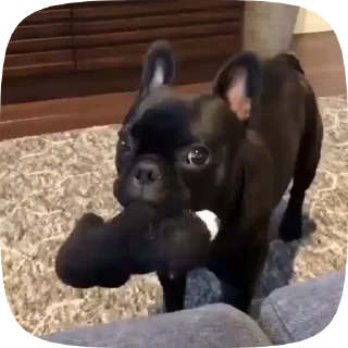 🐶
