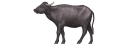 🐃
