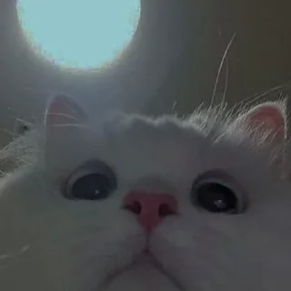 💗