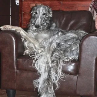 🛋