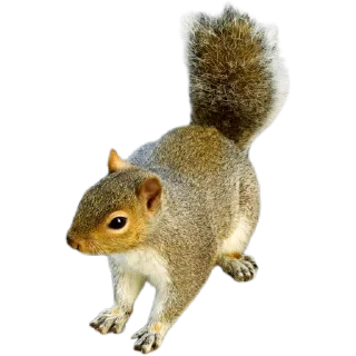 🐿️