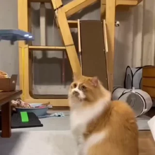 🐈