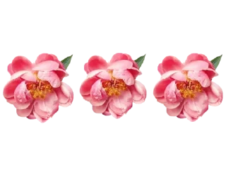 🌹