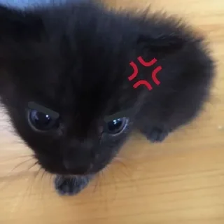 🌟