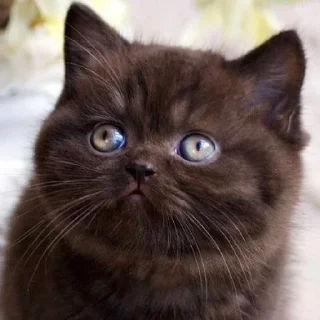 🥺