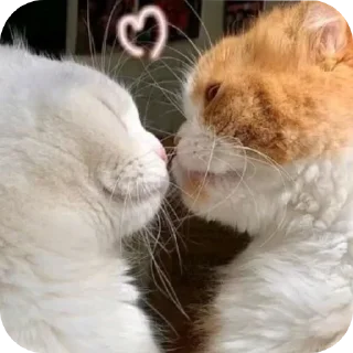 🐱