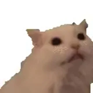 😸