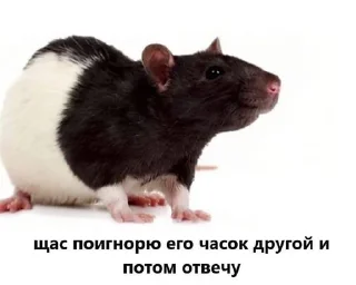 🐀