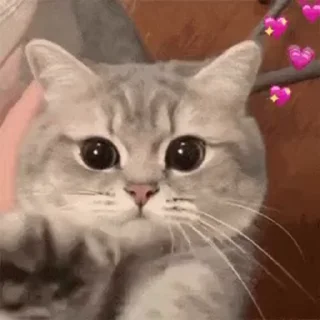 🐱