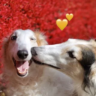 🥰