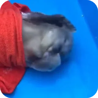 🤭