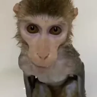 🐵