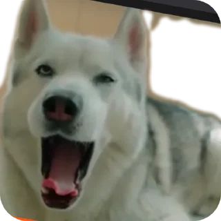 🐶