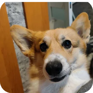 🐶