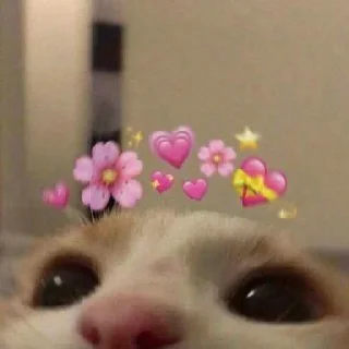 🐈
