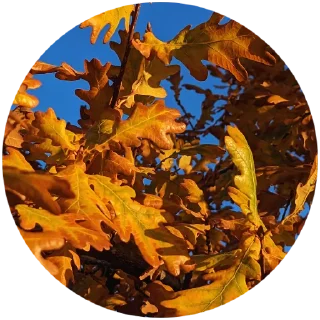 🍂