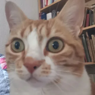 🤪