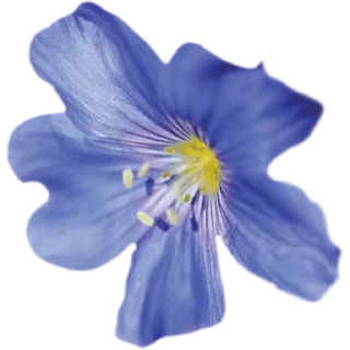 🌼