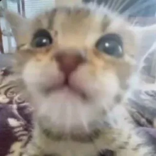 🐱