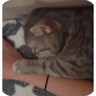 ✋