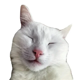 🐱