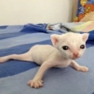 🥺