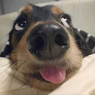 🐶