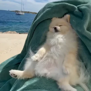🐶