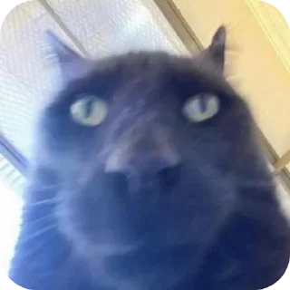🐱
