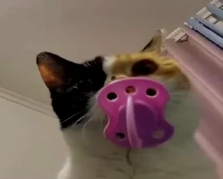 😼