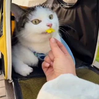🌻