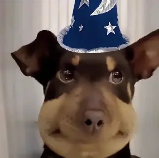 🤩