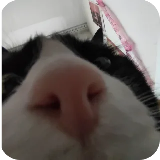 🐱
