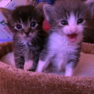 💜