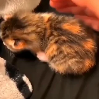 🤩